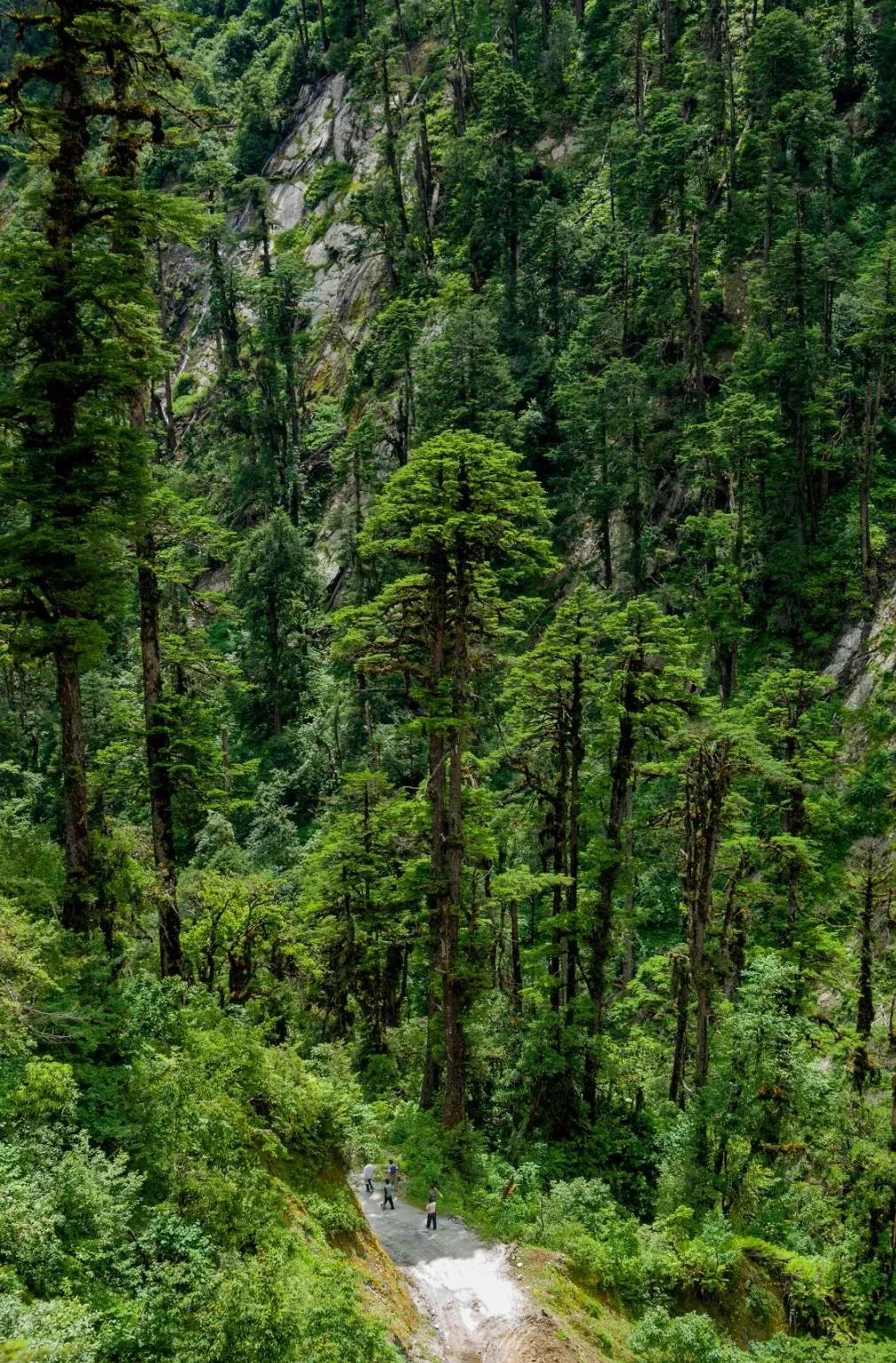 西藏农牧学院——林芝唯一的大学，真的很不堪吗？