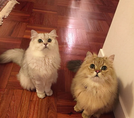 “金吉拉猫”跟“波斯猫”有什么区别？这几点很多人还不知道