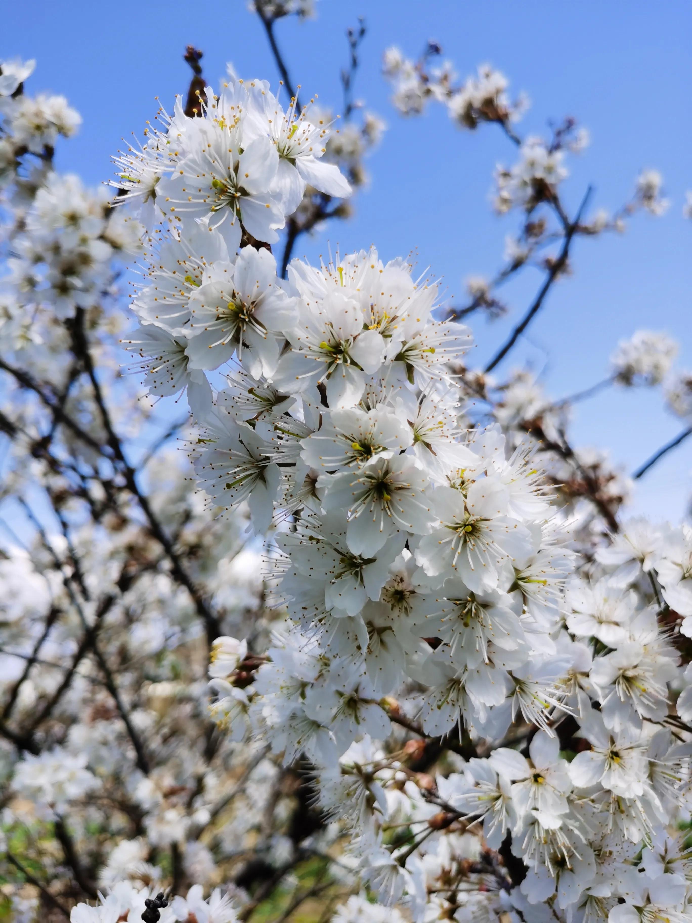 一路芬芳赏山景