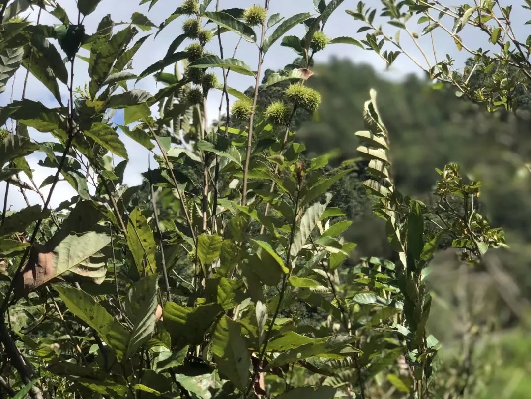 荒野寿眉｜七分甜，十分野，融在一盏茶汤里