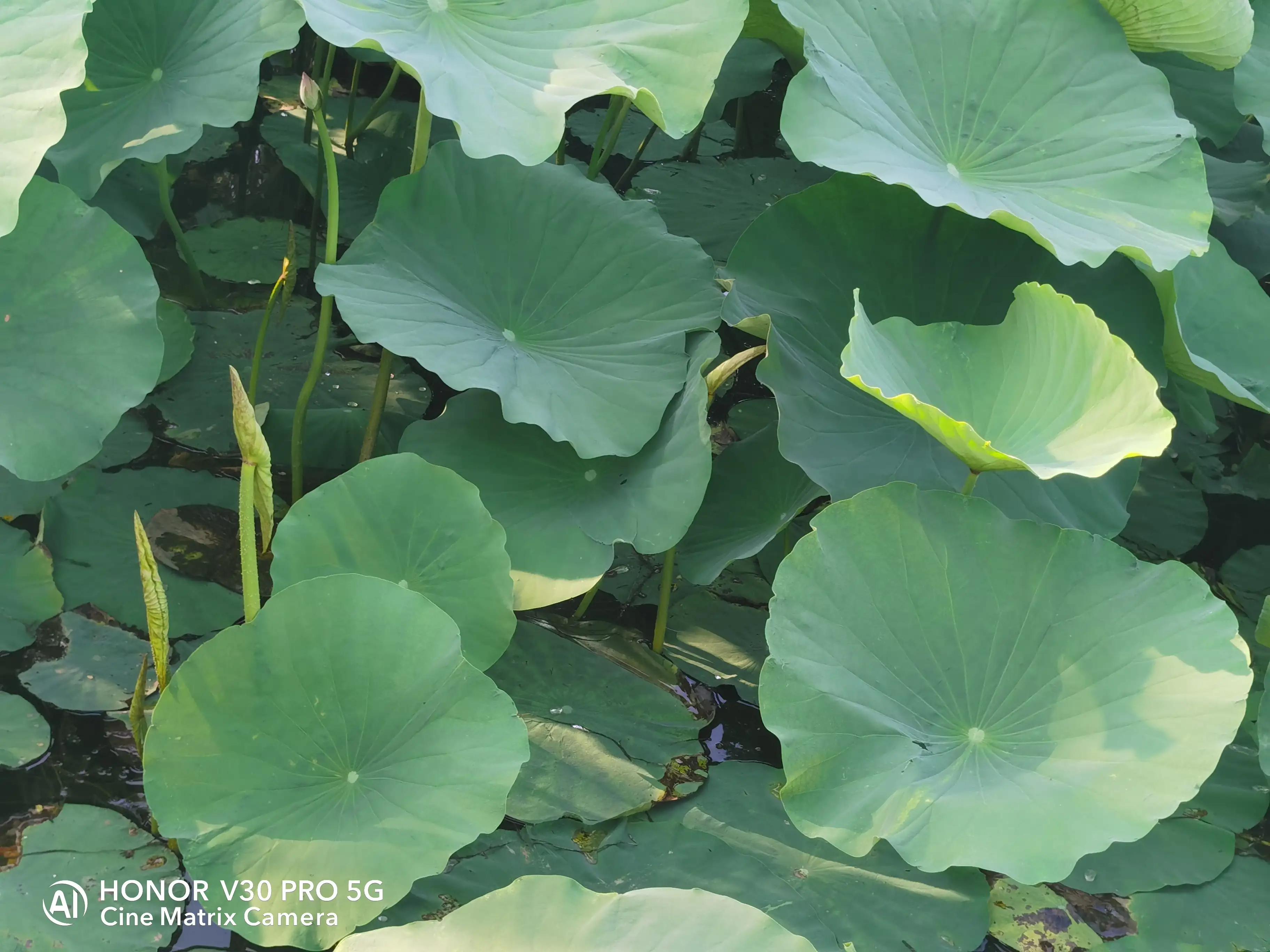 公园荷花开了，走，带着荣耀V30 Pro去拍荷花