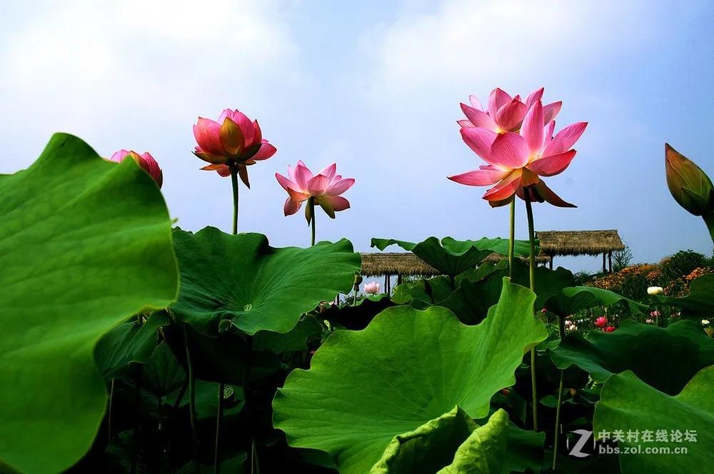 五首咏夏天美景的古诗欣赏