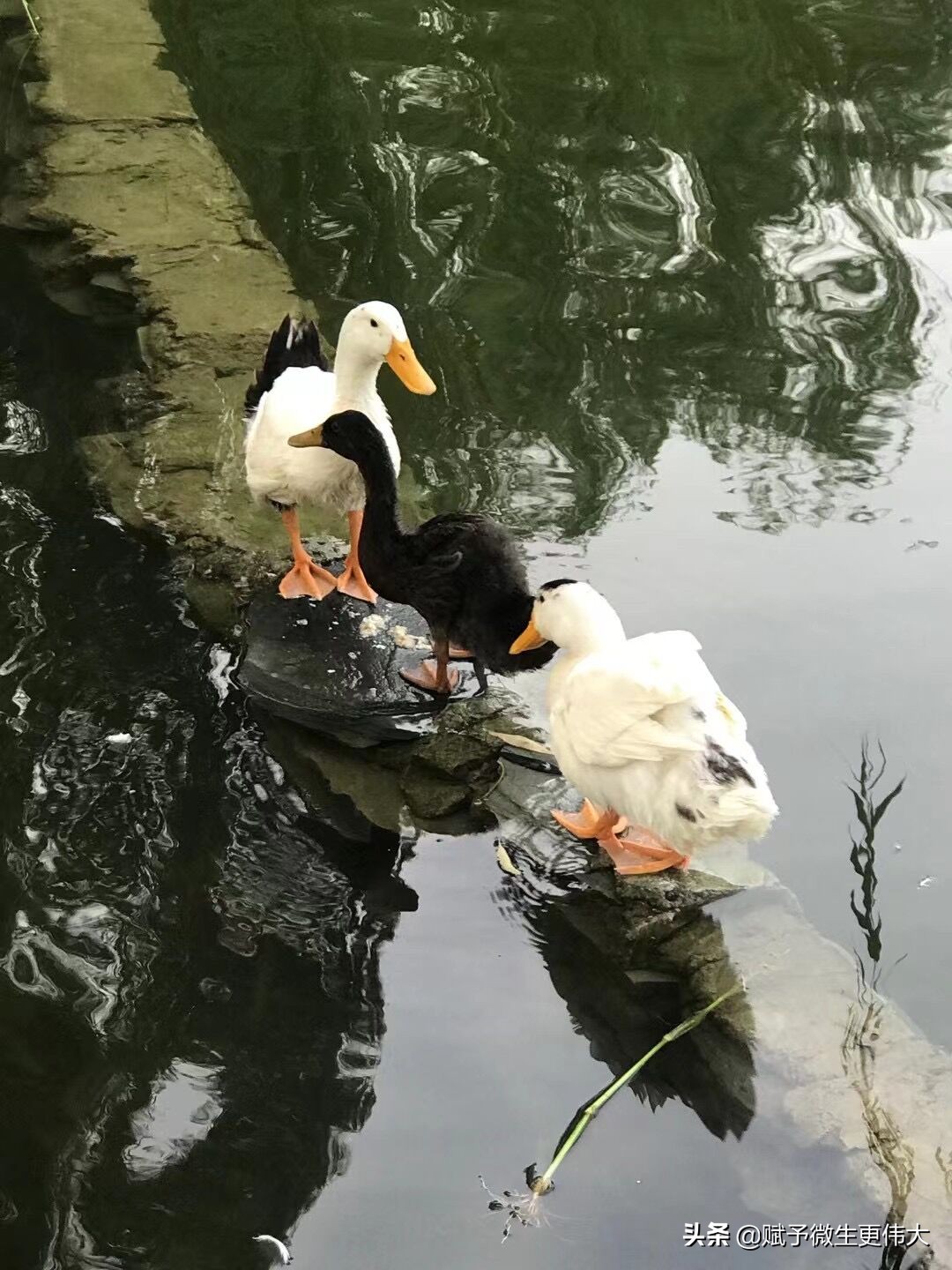 共一巢——黑鸭鸭白鸭鸭堤上不分家
