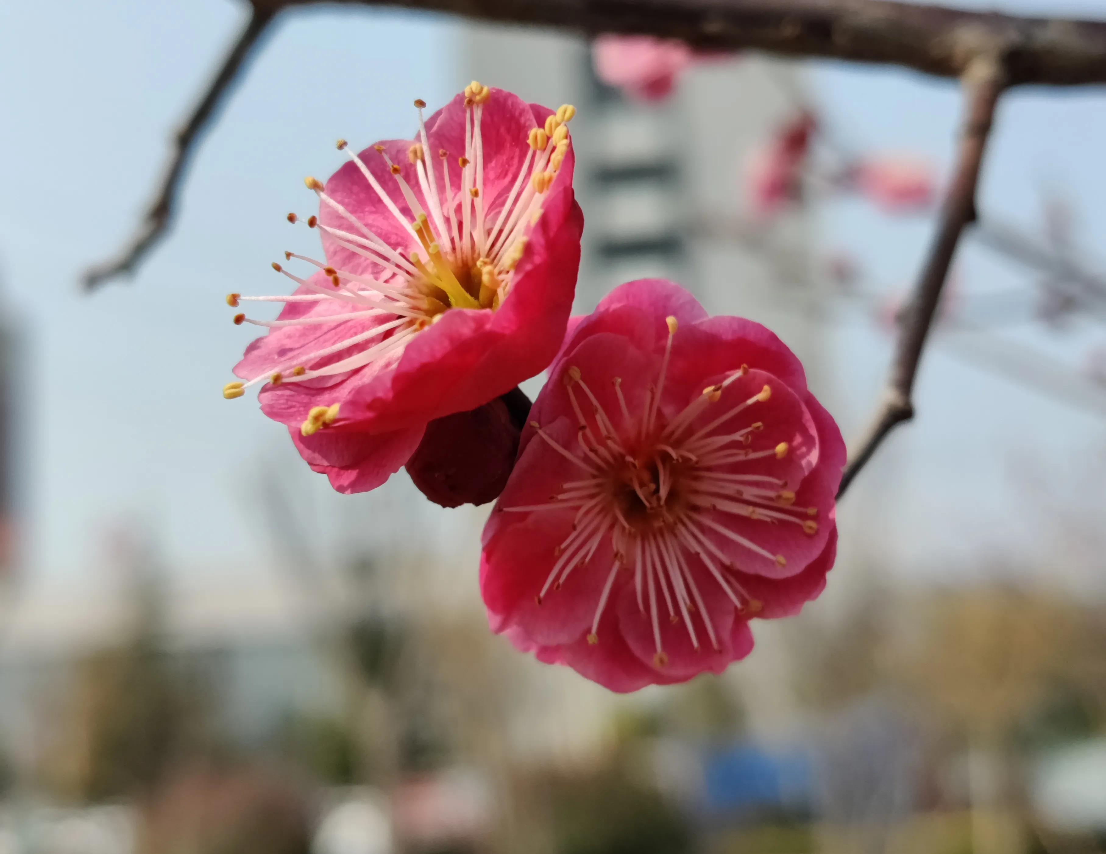 回眸二月，梅邂逅了蜂