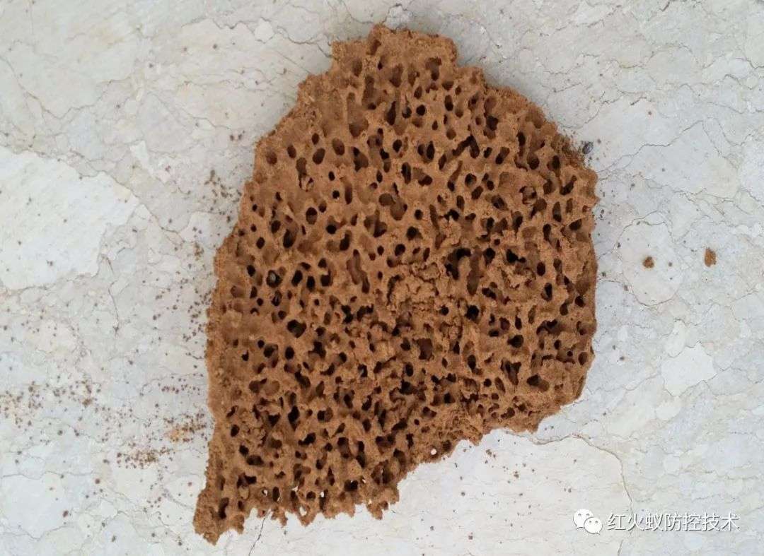 红火蚁在江西出现，看见它赶紧远离，及时报告