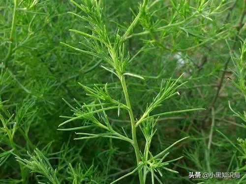 风滚草入侵美国上百年,堵路淹屋无恶不作,为何到了我国却怂了?