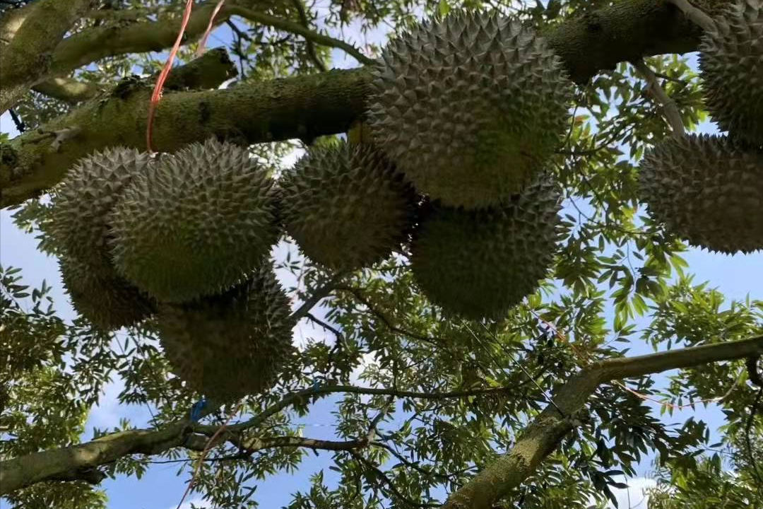 马来西亚榴莲（马来西亚国宝水果你吃过吗）