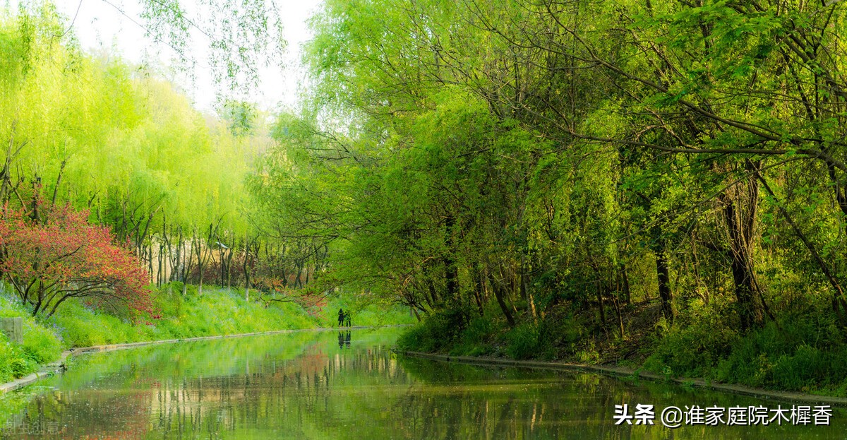 苏轼在给好友的信中，写了一首杨花词，花人合一，唯美深情