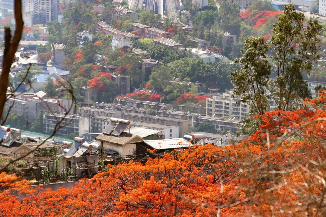 喜欢了！在这座无人在意的五线城市，实现了水果自由、鲜花自由