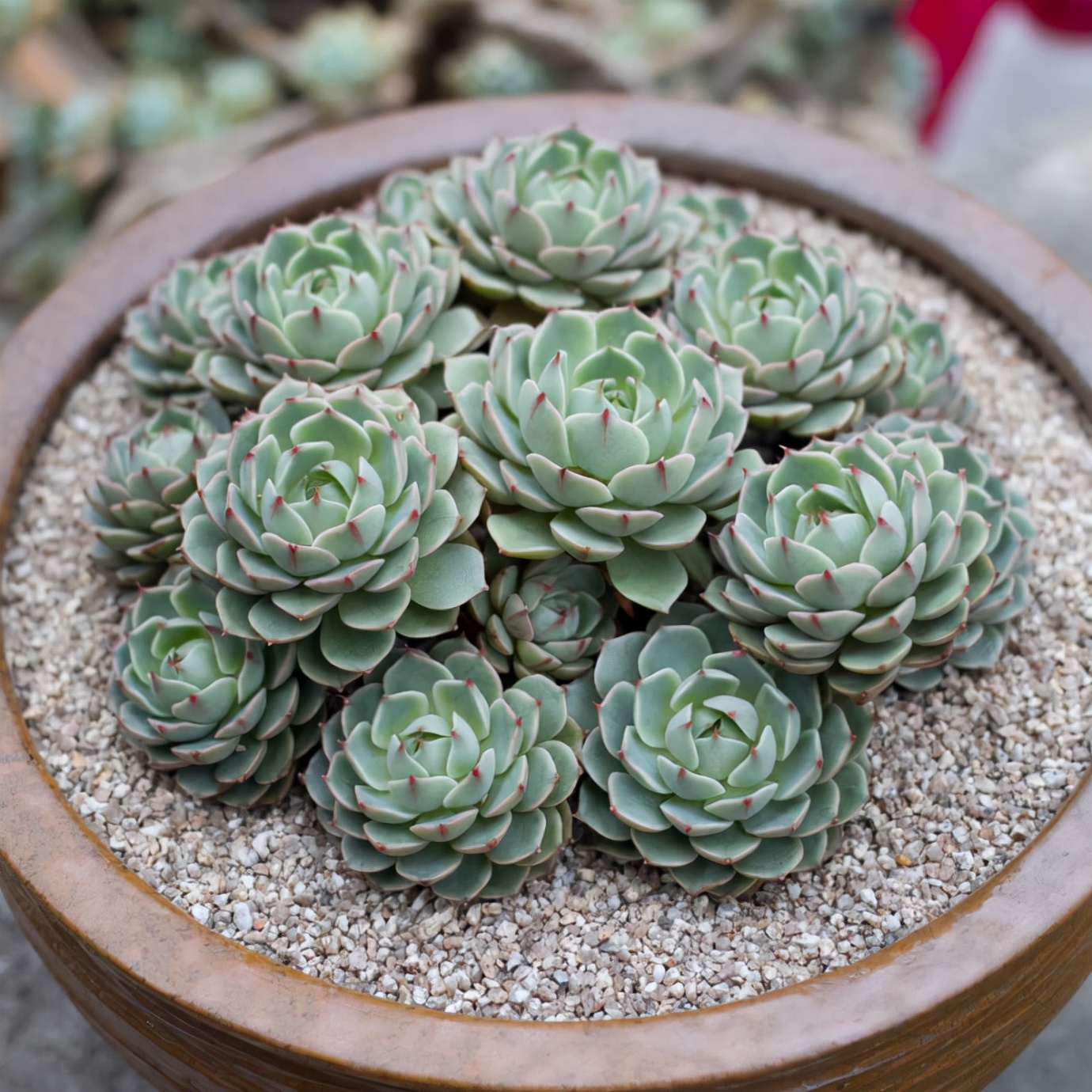 多肉植物资料（100种常见多肉植物图鉴）