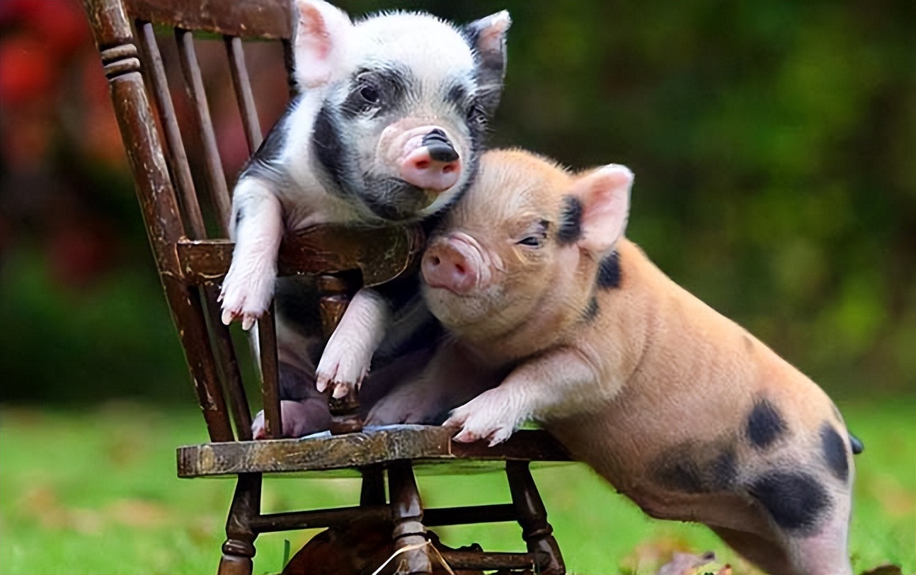 茶杯猪多少钱一只女子买宠物猪