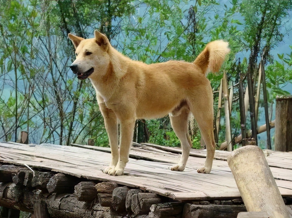 养一只“中华田园犬”，有哪些优势？