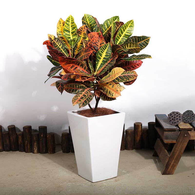 6种彩叶植物，养眼添姿彩！祛除异味有特效，好养还省心