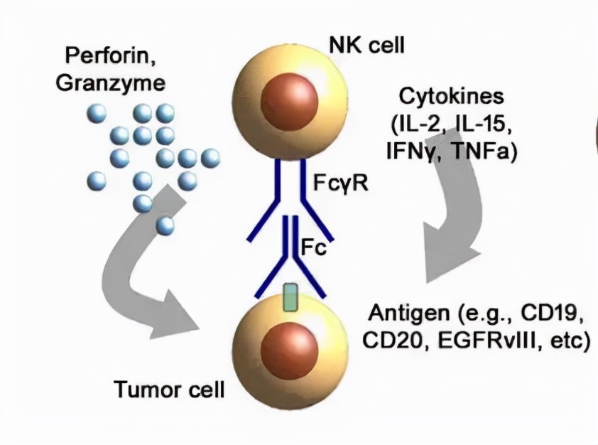 CAR-T 的前世今生：细胞免疫疗法开启抗癌新征程