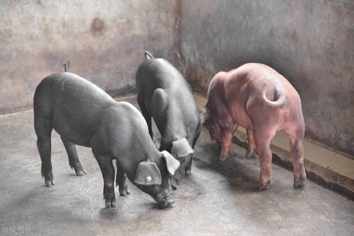 8月2日，养猪人卖猪的价格，猪价继续上涨为主