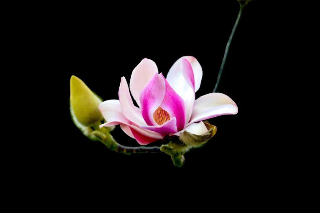 以花為媒，赴一場(chǎng)春日之約！