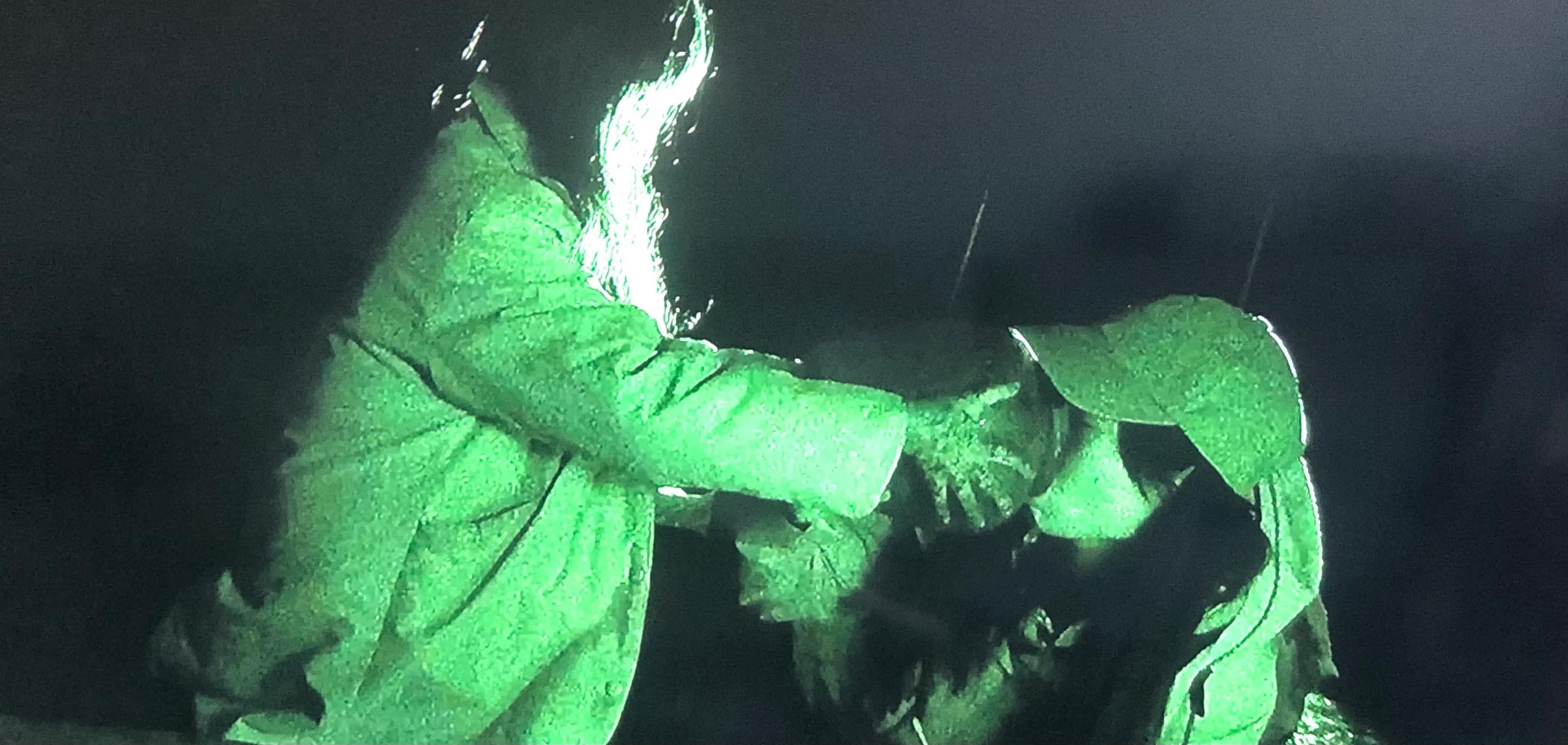 年度最恐怖电影《咒》不敢看？五分钟告诉你讲的啥，很精彩