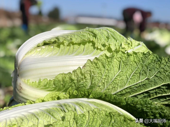 大白菜可以放冰箱里保存吗（大白菜可以放冷藏吗）-第5张图片-科灵网