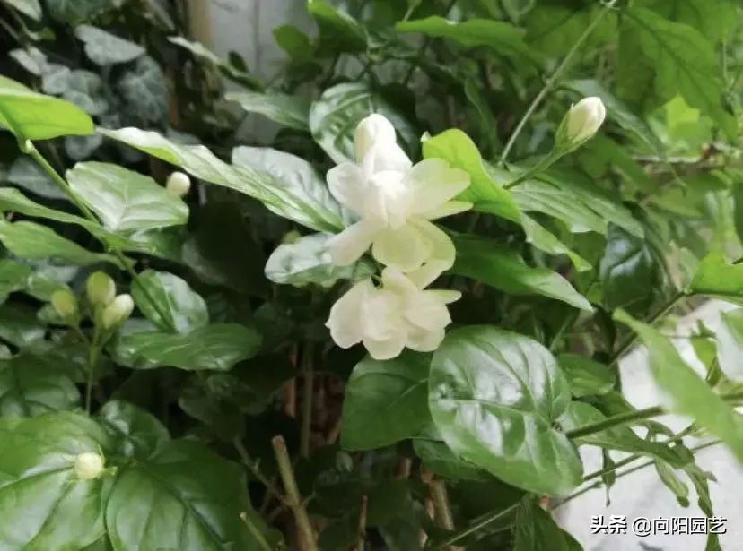 中国最香的花排名（10种花香气浓郁久聚不散）