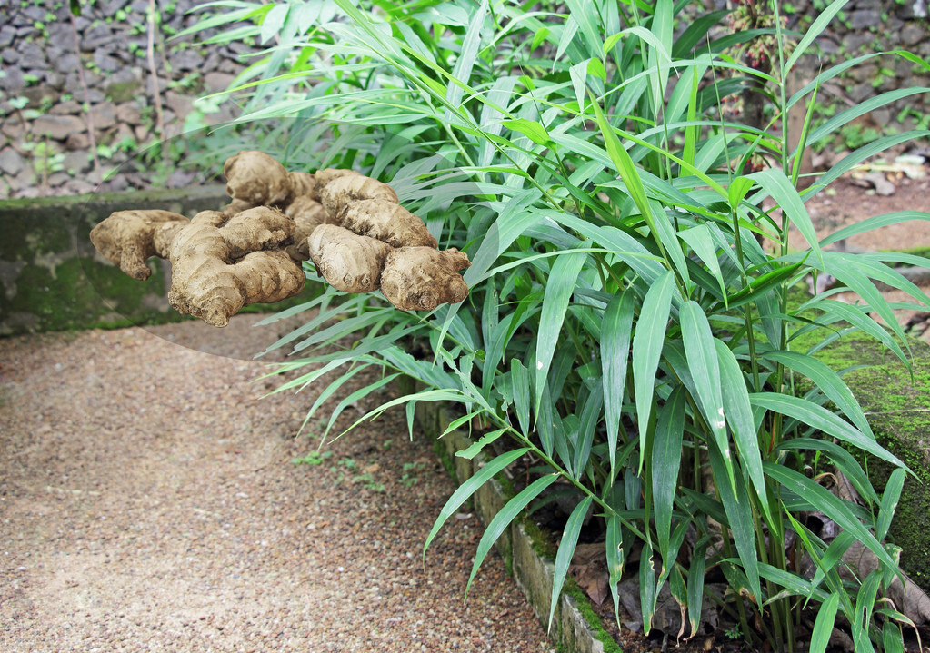 黃精的植物形態