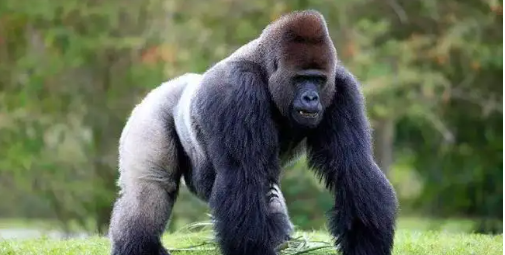 人类没发展出攻击性器官？其实有四大攻击手段，只是我们浑然不知