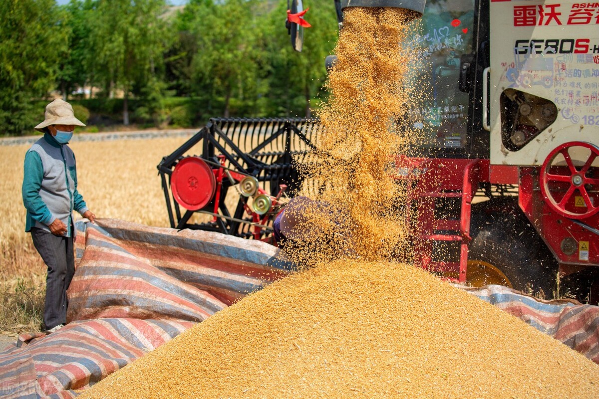 小麦价格大涨，2家面粉企业直接涨到1.7元，11月5日最新小麦行情