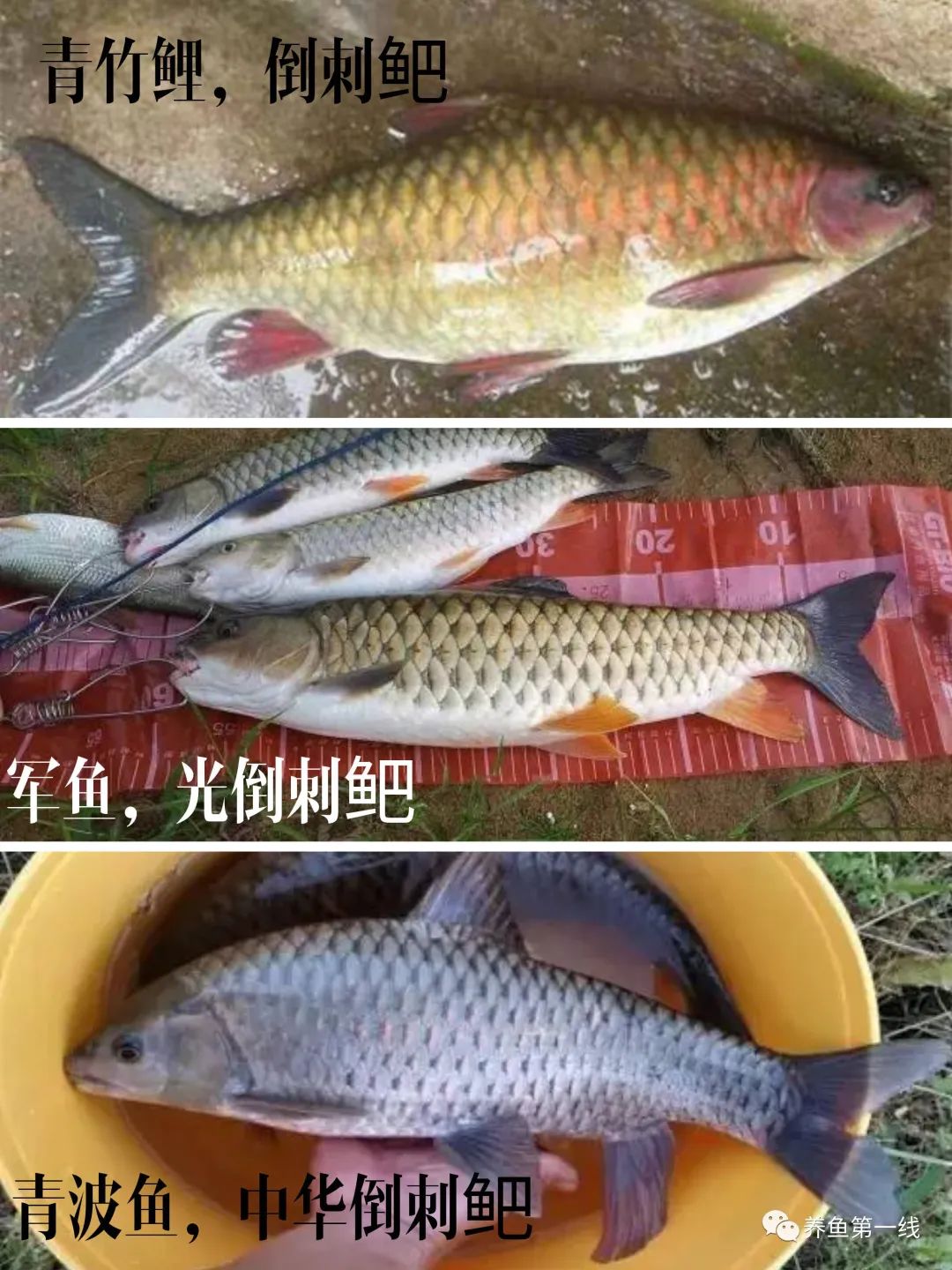 认识相似的刺鲃鱼：青波鱼和军鱼(光倒刺鲃)、青竹鱼(倒刺鲃)