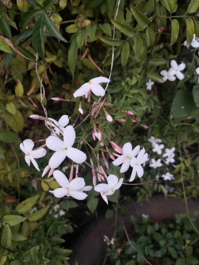 芳枝馥郁，仙气飘飘的素馨花