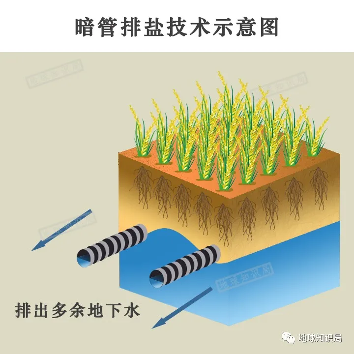 东北盐碱化，令人非常担忧｜地球知识局