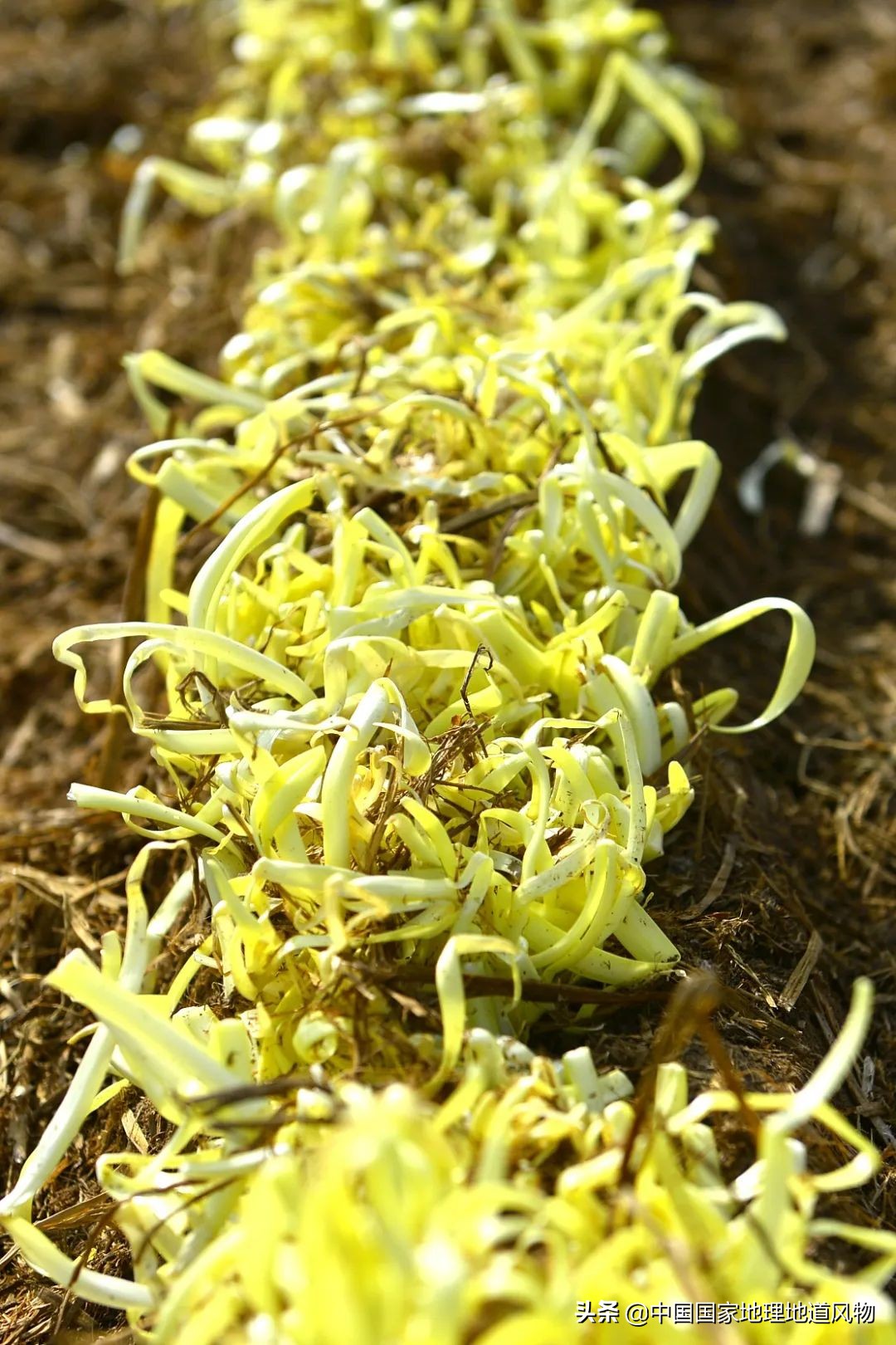 �й���͵����߲˴�ʡ��Ϊʲô�Ǹ��ࣿ