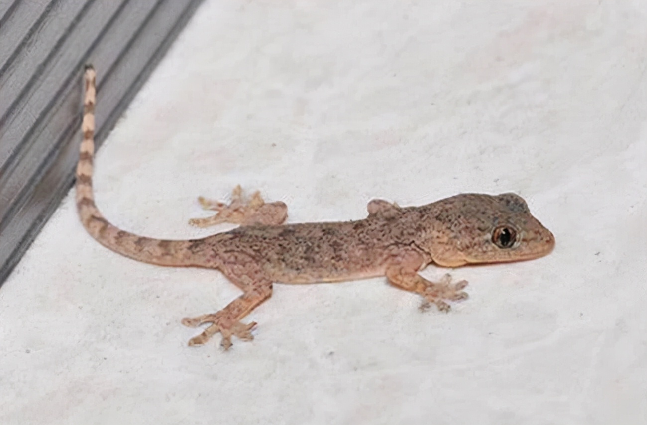 人畜无害的壁虎,为何能位居"五毒"之一?它到底有什么"毒"?