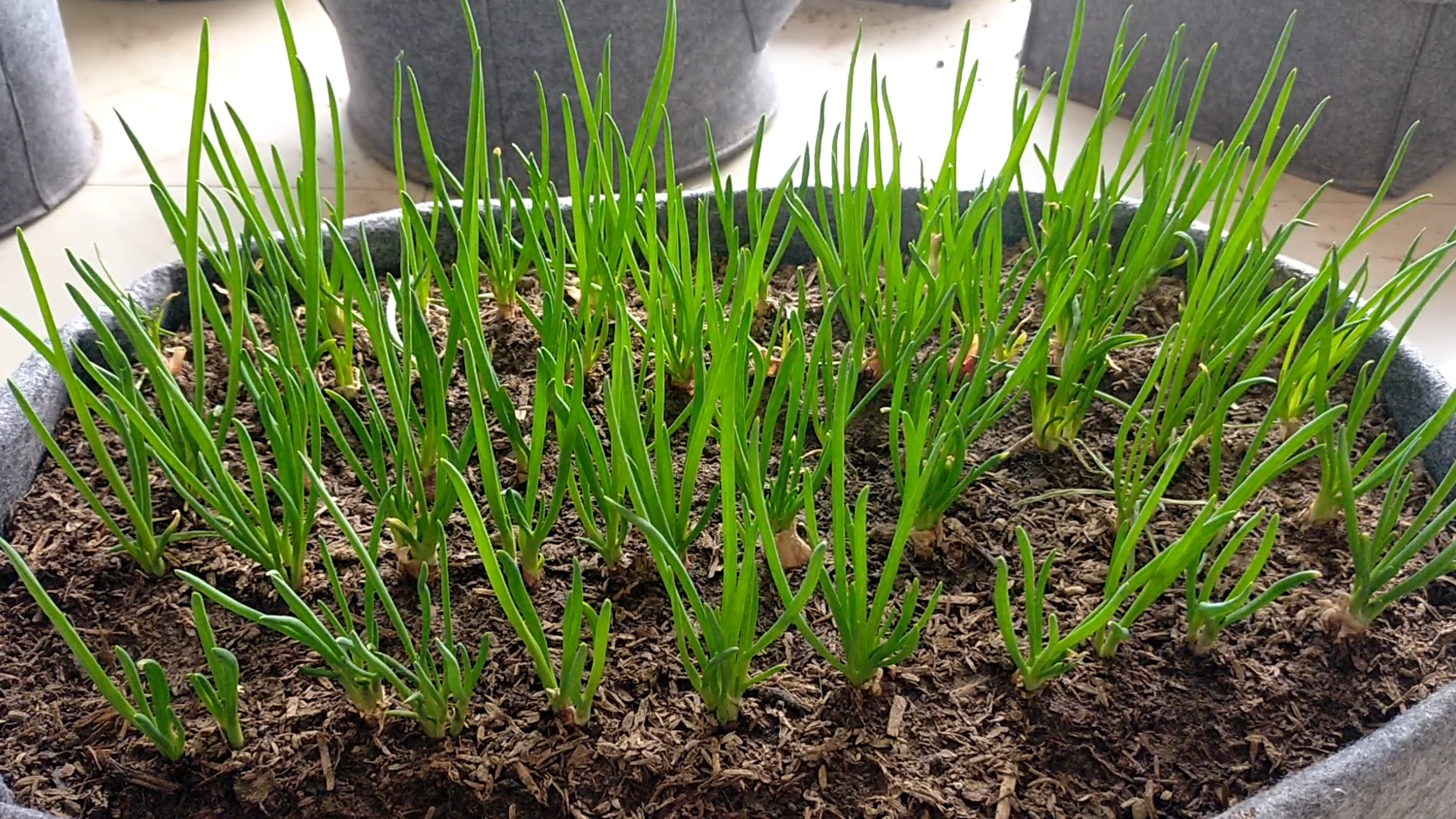 小葱可以这样种(小葱可以怎么种) - 趣味头条