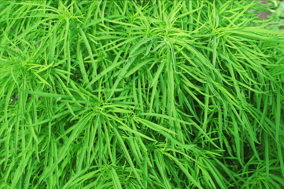 春天到了，30種野菜辨別圖片，帶你認識不同的野菜和吃法