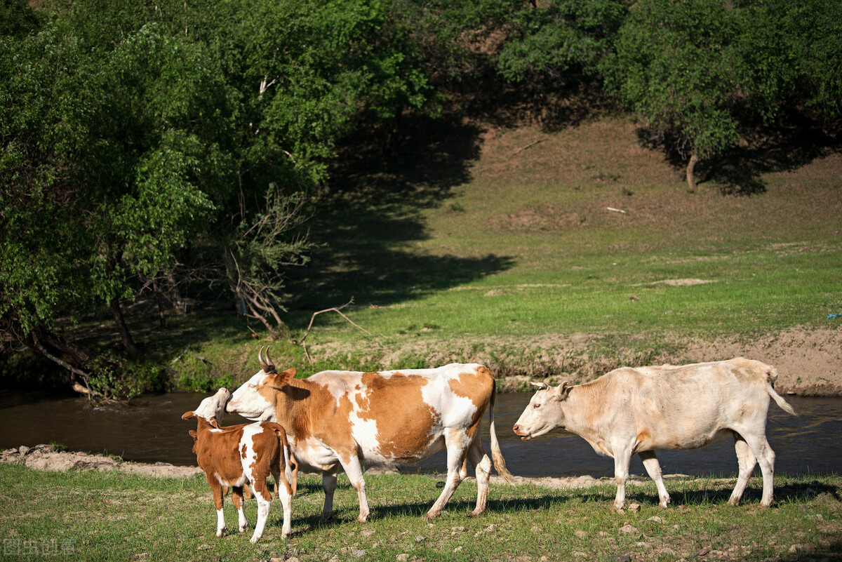 牛价丨2月24日 肉牛价格行情更新了！你所在地区牛价如何？