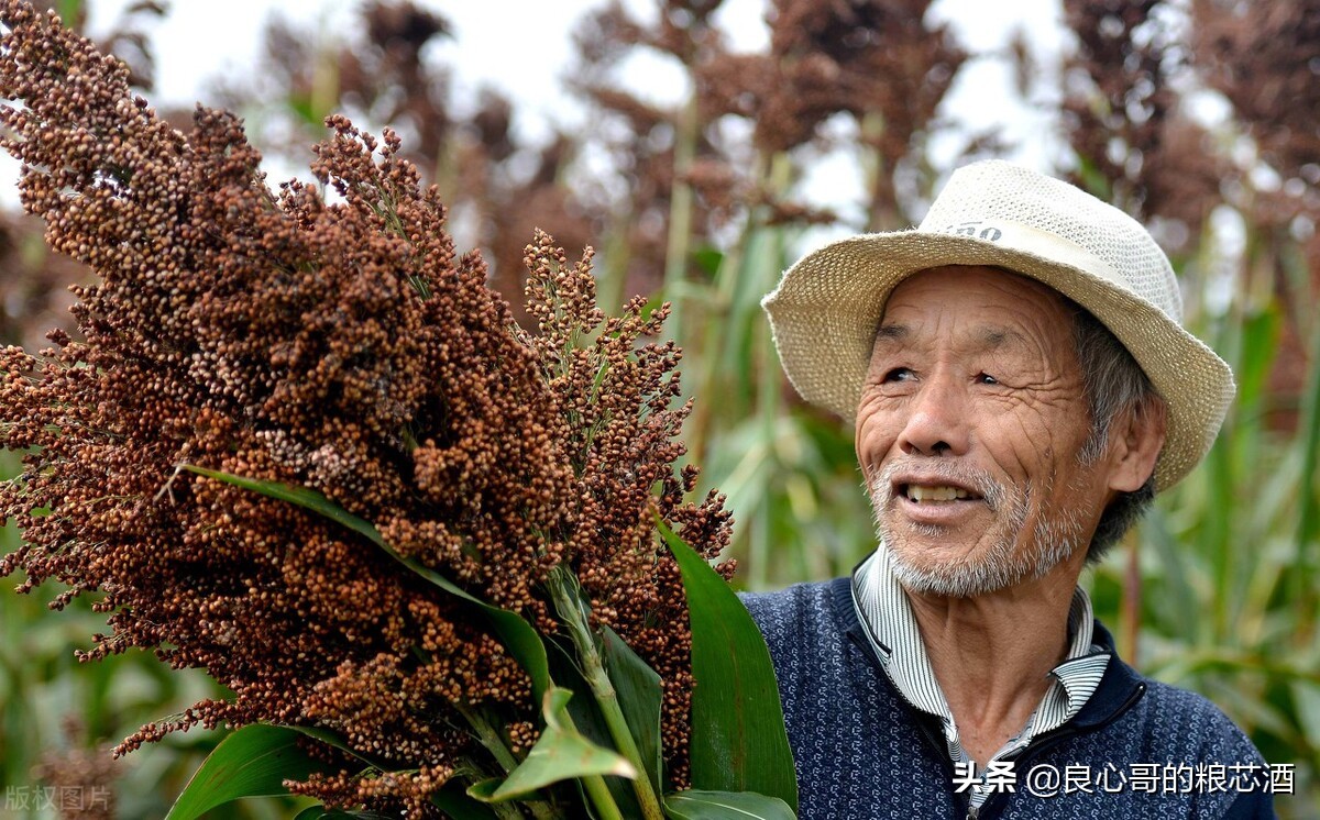 酒民：到底花多少钱才能买到纯粮酒？白酒成本揭秘篇