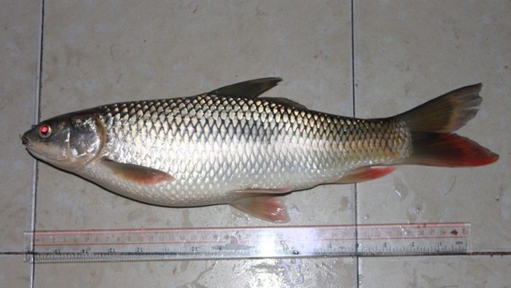 珠江鱼种类图片