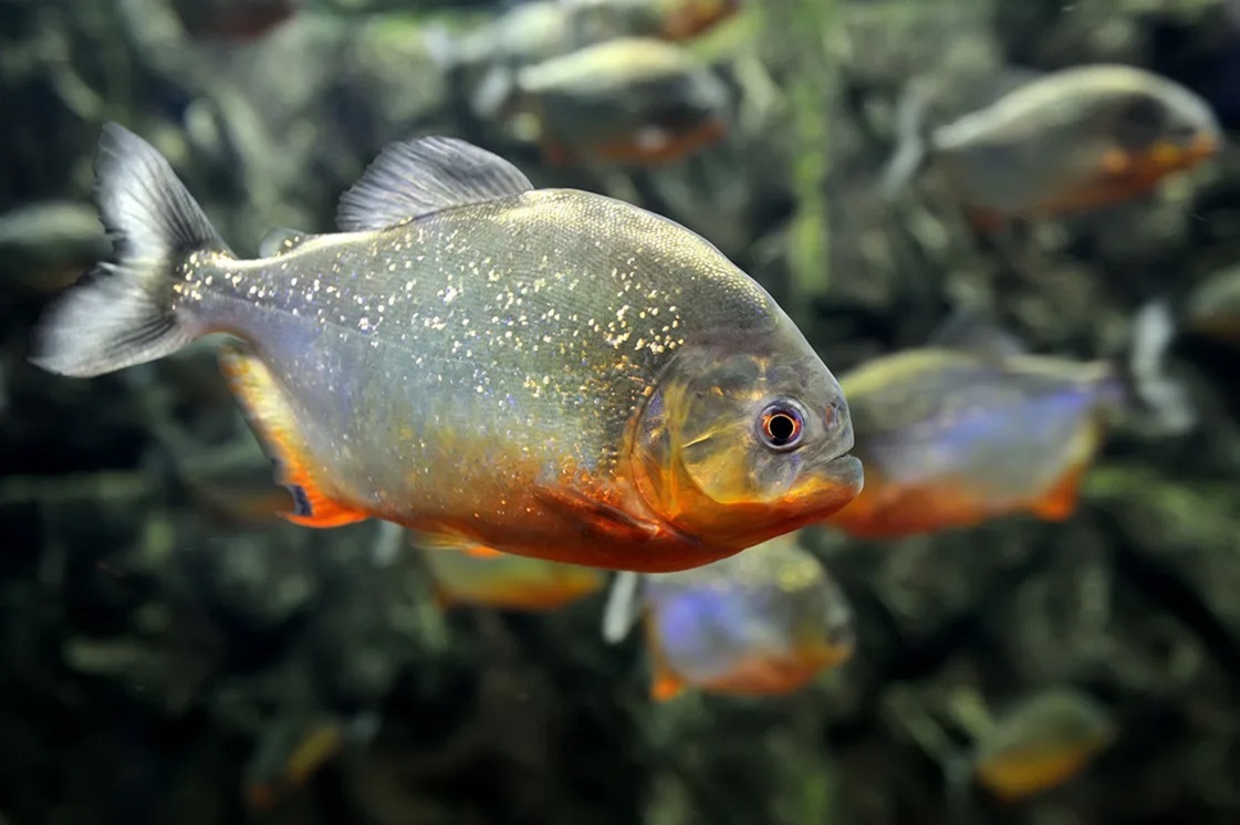 食人魚亞馬遜河流最獨特的地方在於,這裡也生存著能夠適應鹹水的魚類