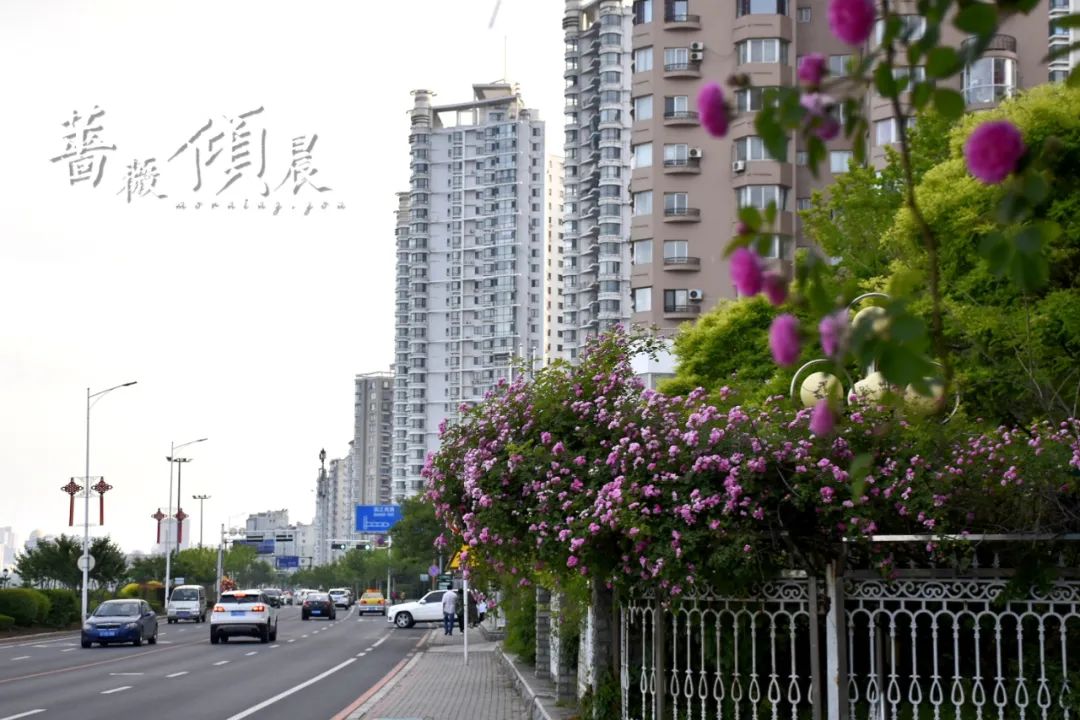 丹东这一地儿入选全国十大赏樱地！赏花攻略提前收藏