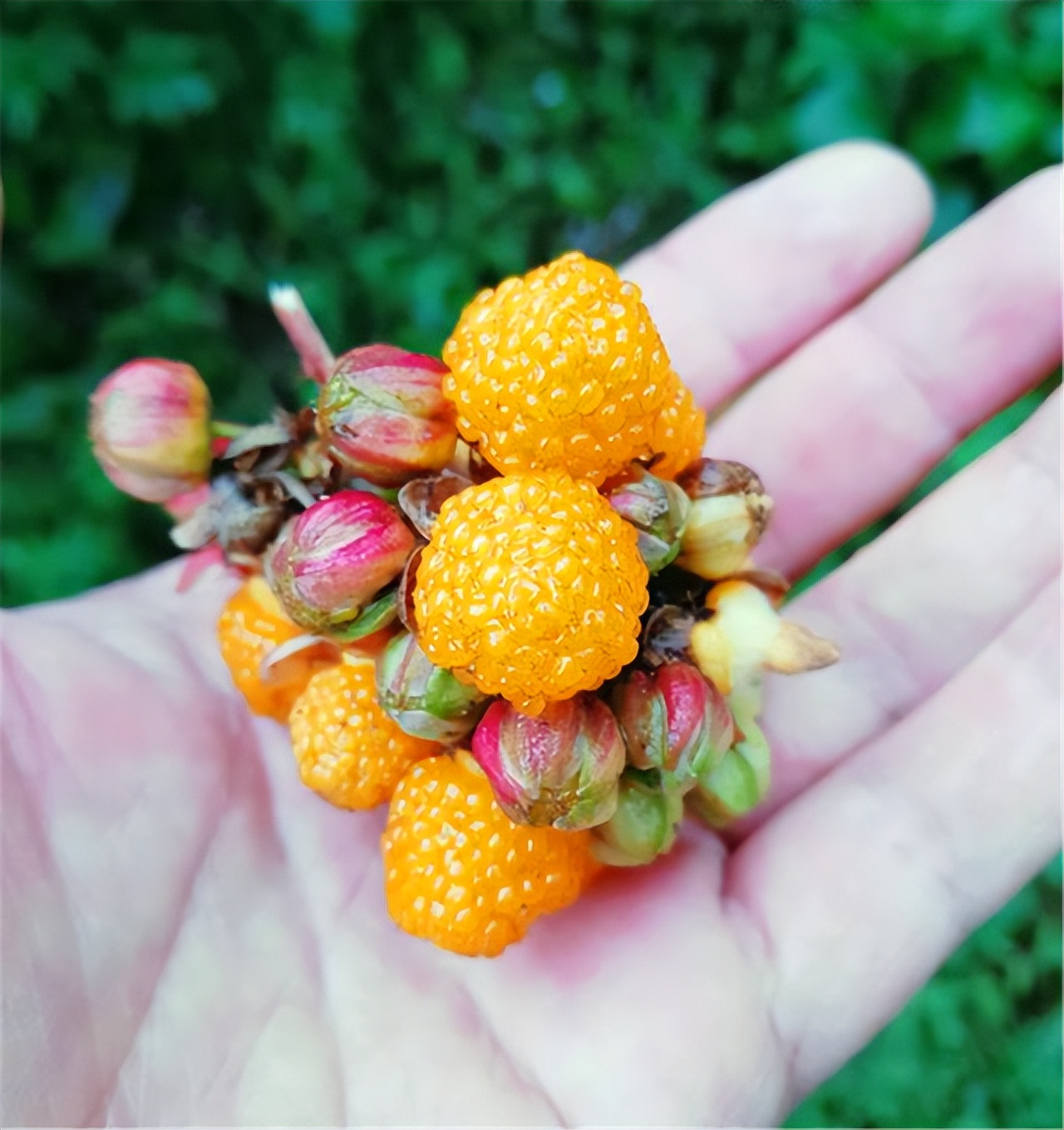 乡下娃爱吃6种"美味野果",夏天成熟了,城里孩子:见都没见过