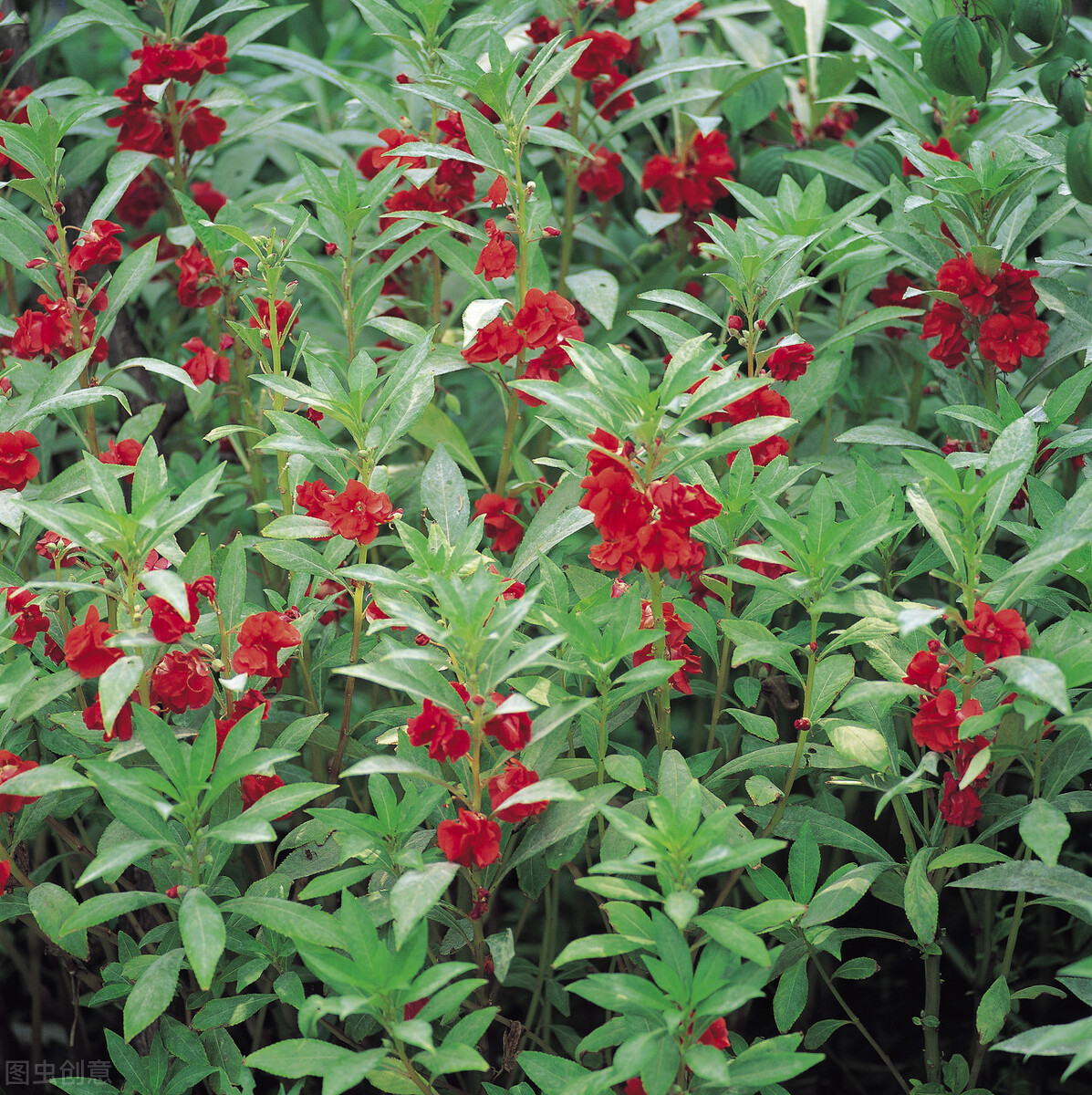 凤仙花是有防蛇的作用的,主要因为凤仙花植株中,含有硫磺的成分.