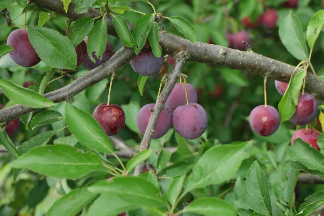 15j的"车厘子",有人说是"樱桃李",究竟是什么东西?