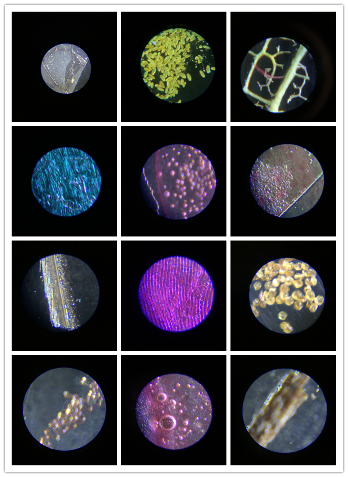 显微镜物镜(99元显微镜也能探索微生物？一文看懂那些隐藏的奥秘)