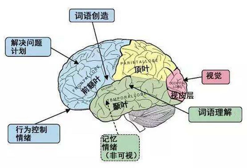 脑科学家：绘本共读助力孩子语言发展，不同年龄引导策略有别