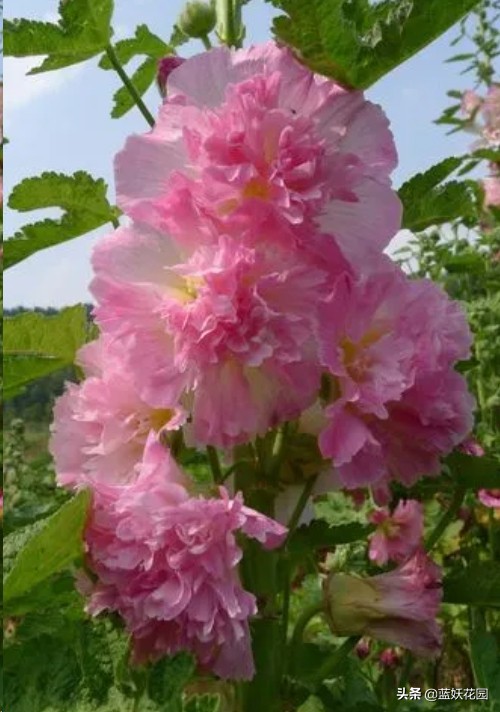 蜀葵花图片（开花多花期长好养活的蜀葵承包你花园亮点）