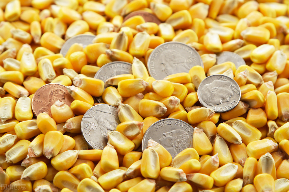 玉米现货今日行情多少钱一斤（玉米的今日行情）