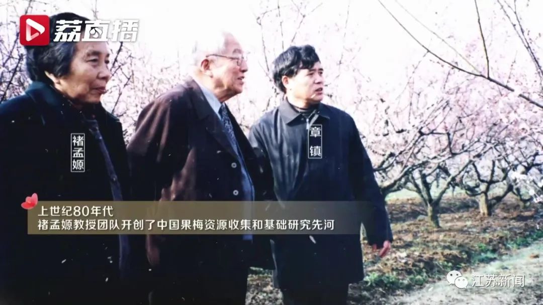 20年坚守三代人奋斗，这群&ldquo;最懂梅花的人&rdquo;，终于开出最美的花