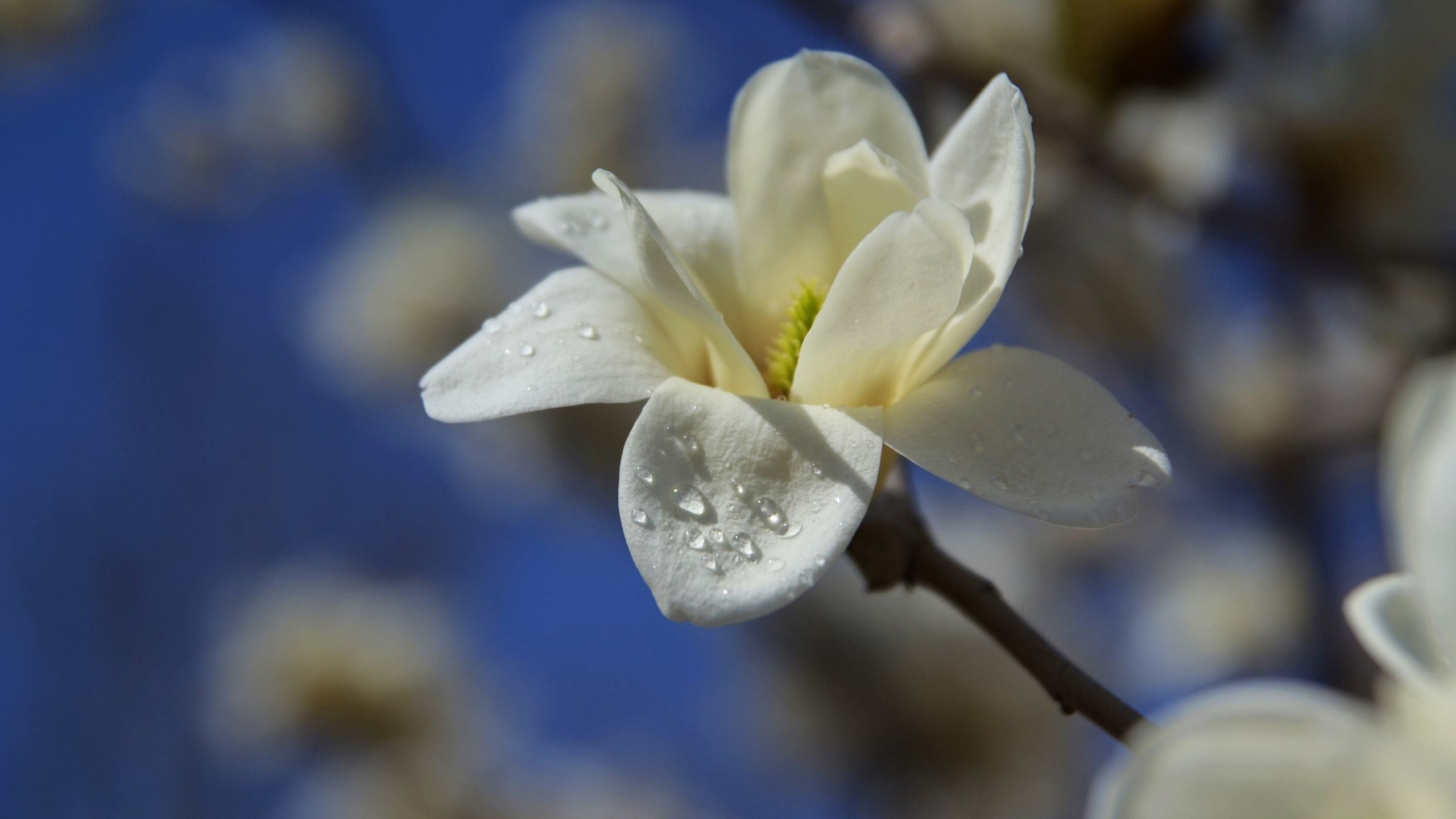 仲春三月玉兰花开，10首最美玉兰花诗词，看霓裳片片，赏束素亭亭