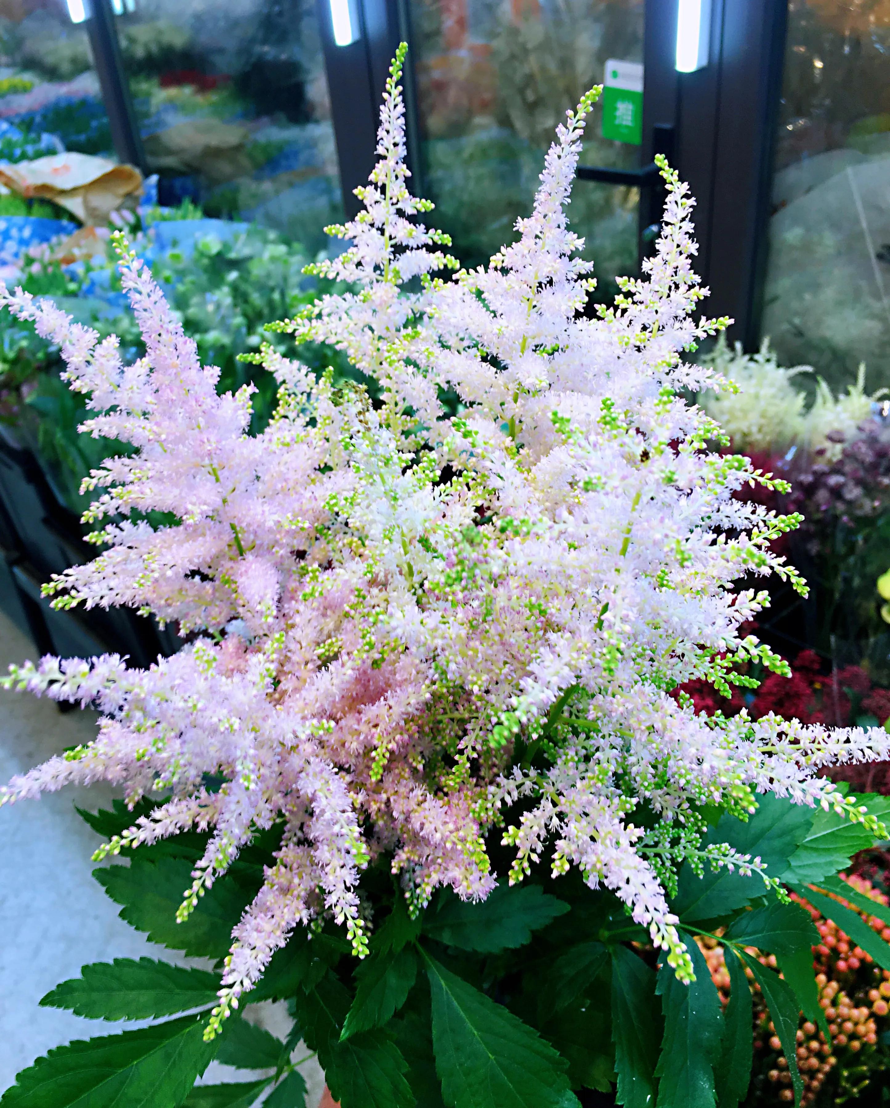 落新妇～植株秀丽,叶色翠绿,花色绚丽,且有一种梦幻朦胧的美