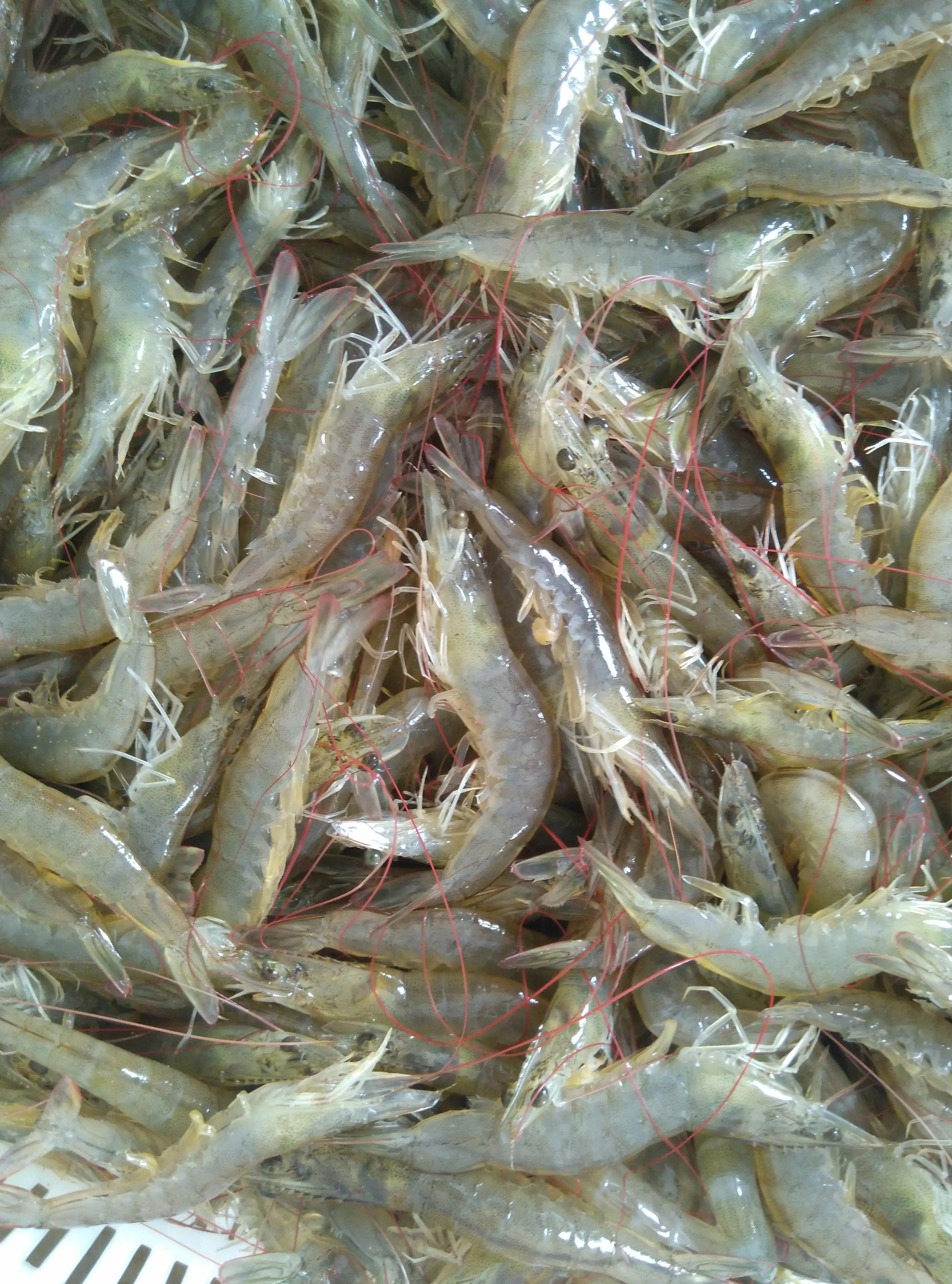 养南美白对虾赚钱的人有多少