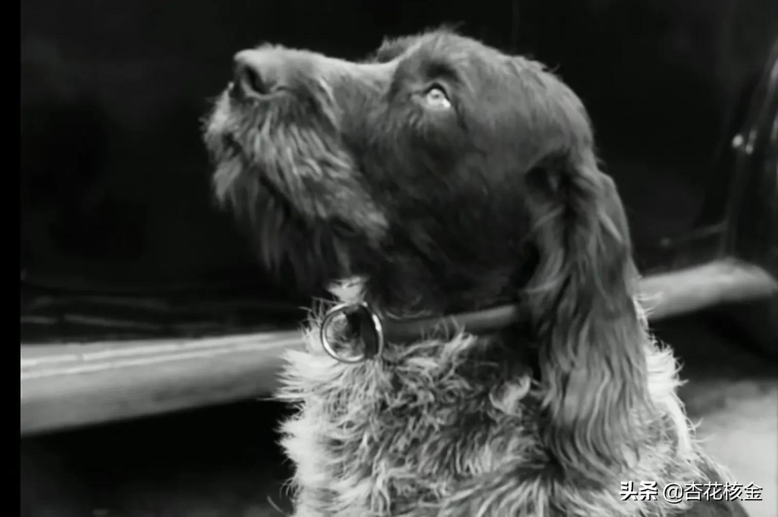 ˹Ӱ1941nian죨1939nianնսӰ-12ͼƬ-Ѷ